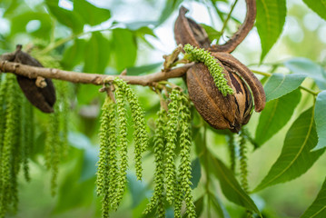 Pecan nut at the end of branch with green leaves and male flowers