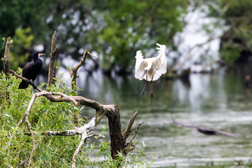 Eurasian Spoonbill (Platalea leucorodia) in flight