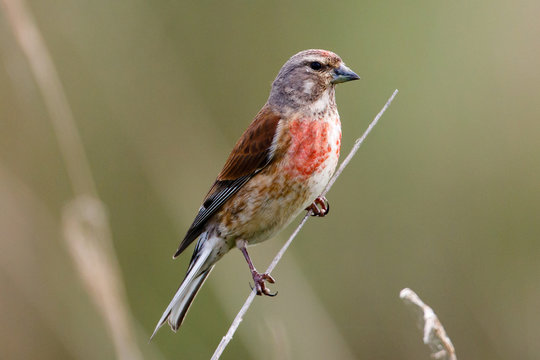 Male Linnet (Linaria cannabina) perched on a twig