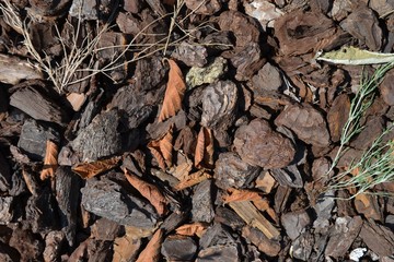 Closeup photograph of Ornamental pine bark chips, dry leaves, and an uprooted field horsetail plant.