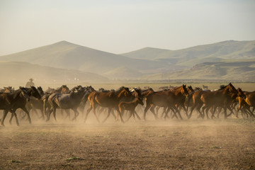 Fototapeta na wymiar wild horse herds running in the reed, kayseri, turkey