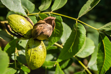 Pecan nut cluster with a single open husk