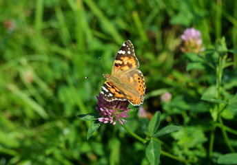 Butterfly Vanessa Cardui on flower clover