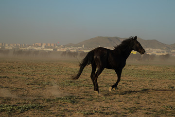 wild horse herds running in the reed, kayseri, turkey