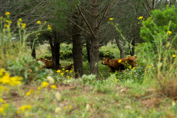Kühe im Wald in Spanien