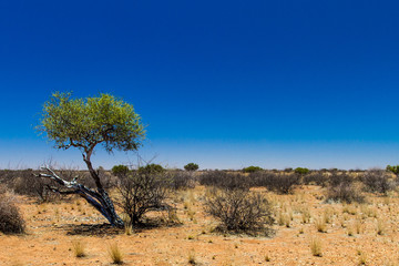 Naklejka na ściany i meble lone tree in Namibian desert