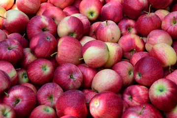 Frische, rote und leckere Äpfel kurz nach der Ernte