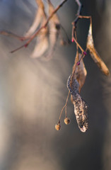 autumn dry leaves