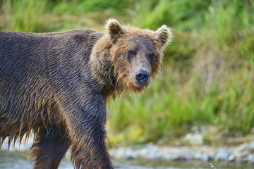brown bear walking along stream