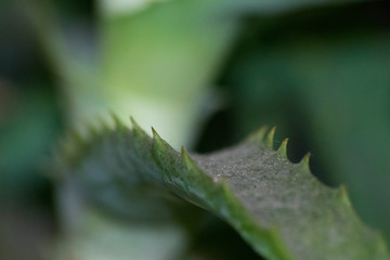 macro aloe leaf