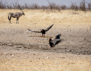 Bateleur Eagles