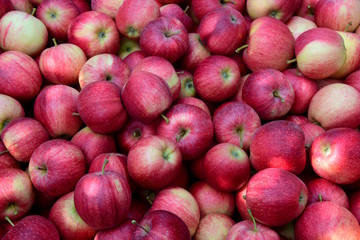 Reife rote Äpfel, Obstanbau, Apfelernte