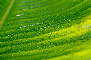 Banana leaf background in bright green morning in Phuket Thailand