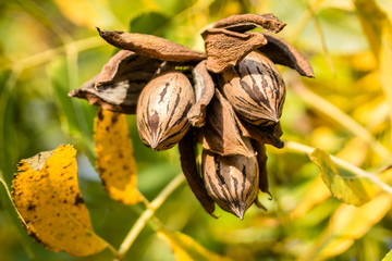Pecan nut cluster ready for harvest with autumn leaves