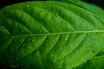 Backgrounds, leaves, green, clear, fresh morning.