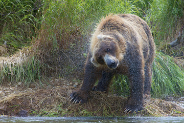 big brown bear shaking off water