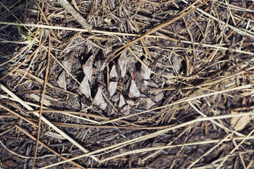 Pine cone on the forest floor
