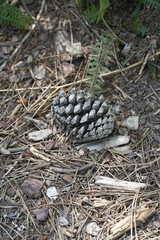 Pine cone on the forest floor