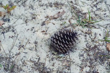 Pine cone on the forest floor