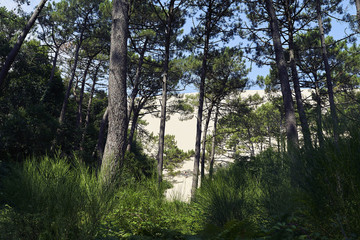 Biggest dune in Europe. Arcachon,France