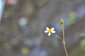 small wild flower close up