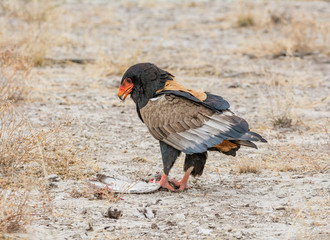 Bateleur Eagle Feeding