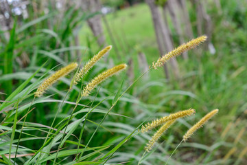 small spike closely