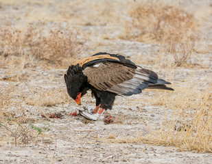 Bateleur Eagle Feeding