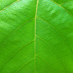 Backgrounds, leaves, green, clear, fresh morning.
