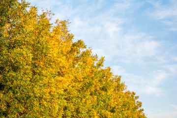 Fototapeta premium Pecan Trees in Autumn