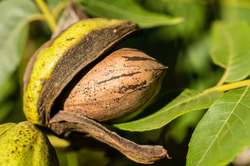 Pecan nut viewed fron the side inside a husk