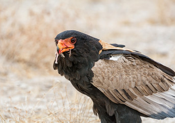 Bateleur Eagle Feeding