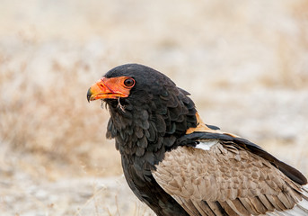 Bateleur Eagle Feeding