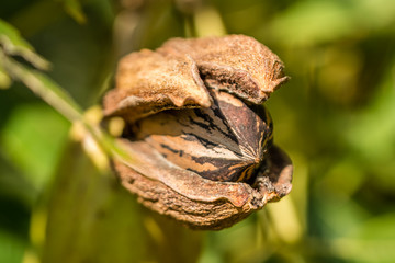 Pecan nut inside husk viewed from the front