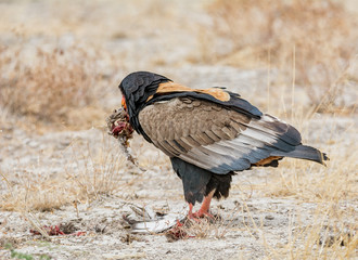 Bateleur Eagle Feeding