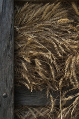 Harvested Wheat