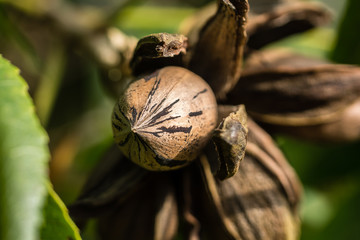 Pecan nut close-up in cluster