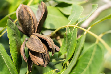 Two pecan nuts among green leaves