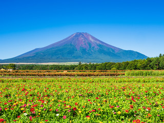 Naklejka premium 富士山と百日草の花畑