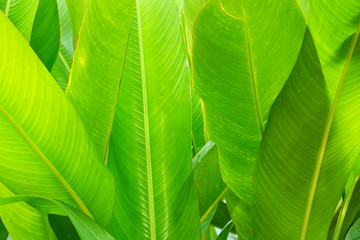 Green leaves closeup for background. The tropical nature.
