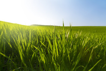 Green meadow under blue sky with clouds © Andrey Volokhatiuk