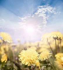 Fototapeta premium Yellow meadow