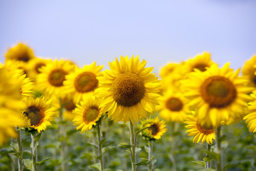  landscape with sunflower