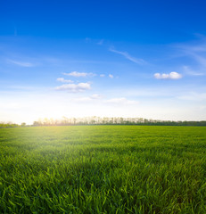 Obraz premium Green meadow under blue sky with clouds
