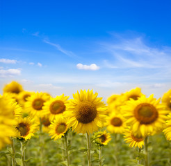 Fototapeta premium landscape with sunflower