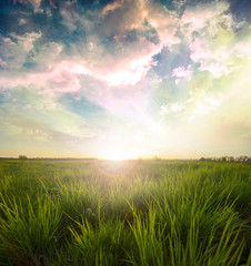 Green meadow under blue sky with clouds