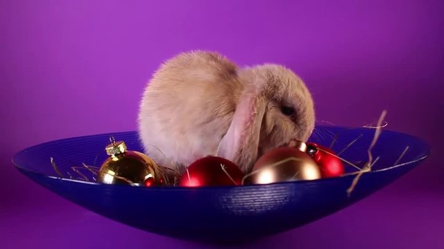 Christmas animal rabbit pet with ornaments.