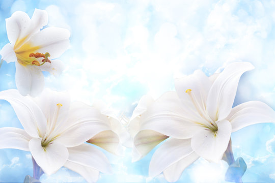 Flowers of white lilies
