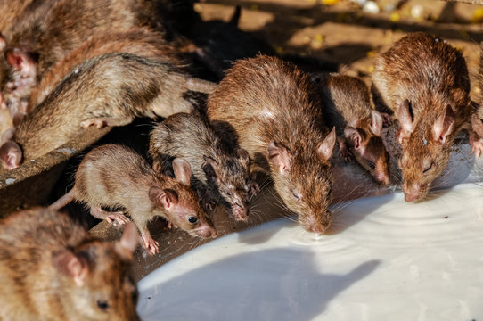In the Karni Mata temple mice drink milk offered by the faithful