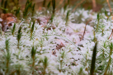 Snow frost on lichen. Green moss under the ice.